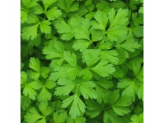 Persil géant d'italie